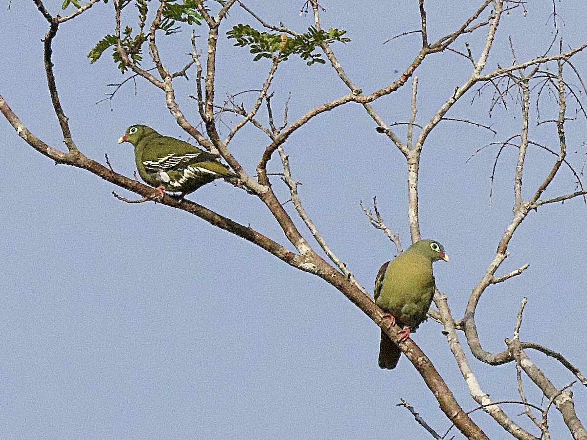 Thick-billed Green-Pigeon - ML618273888