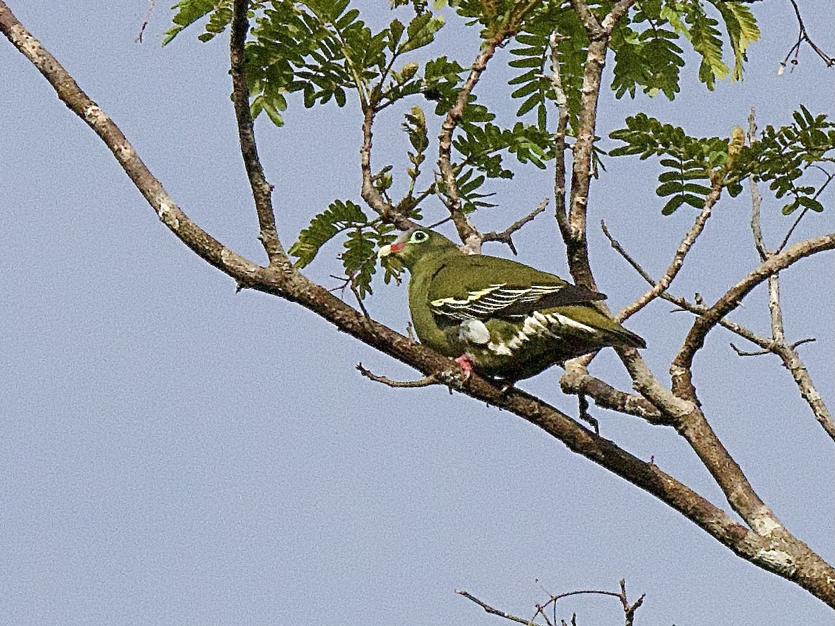 Thick-billed Green-Pigeon - ML618273889