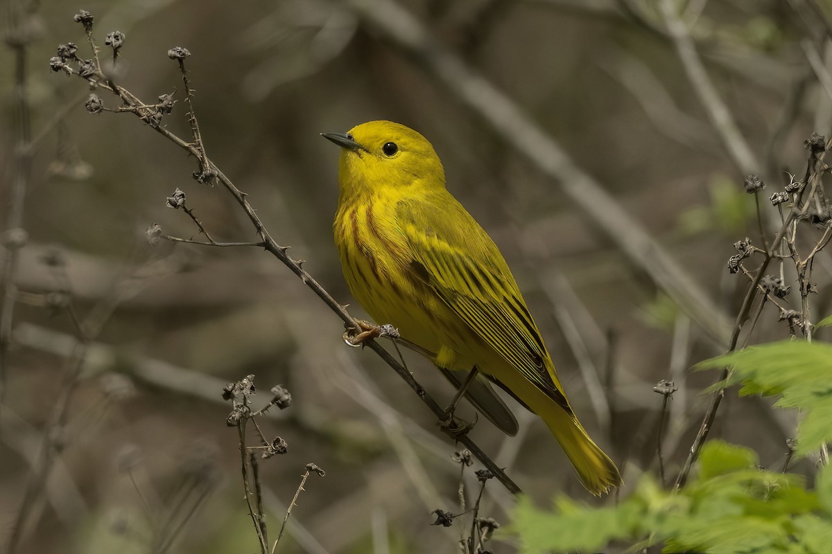 Yellow Warbler - David Rodenhiser