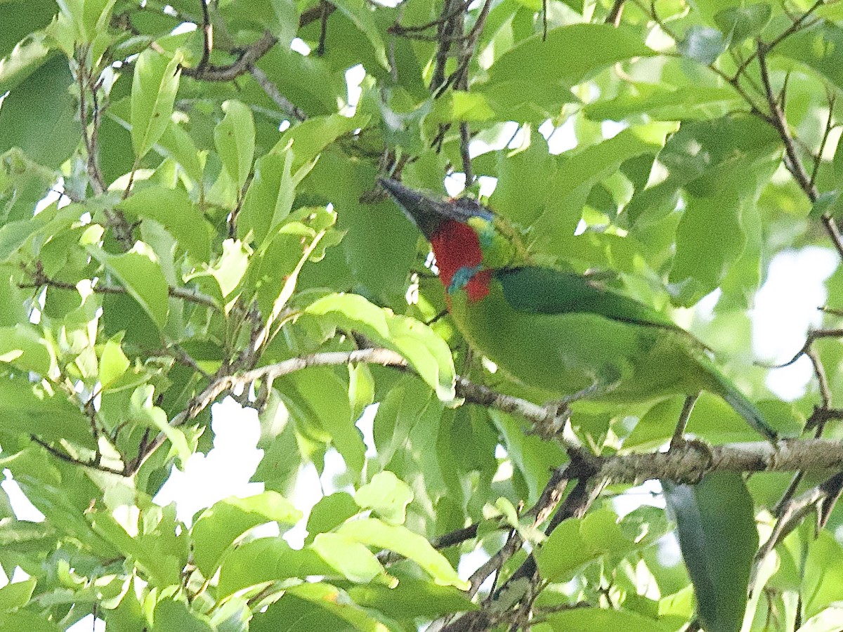 Red-throated Barbet - ML618273897