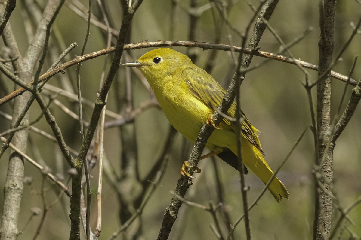 Yellow Warbler - David Rodenhiser