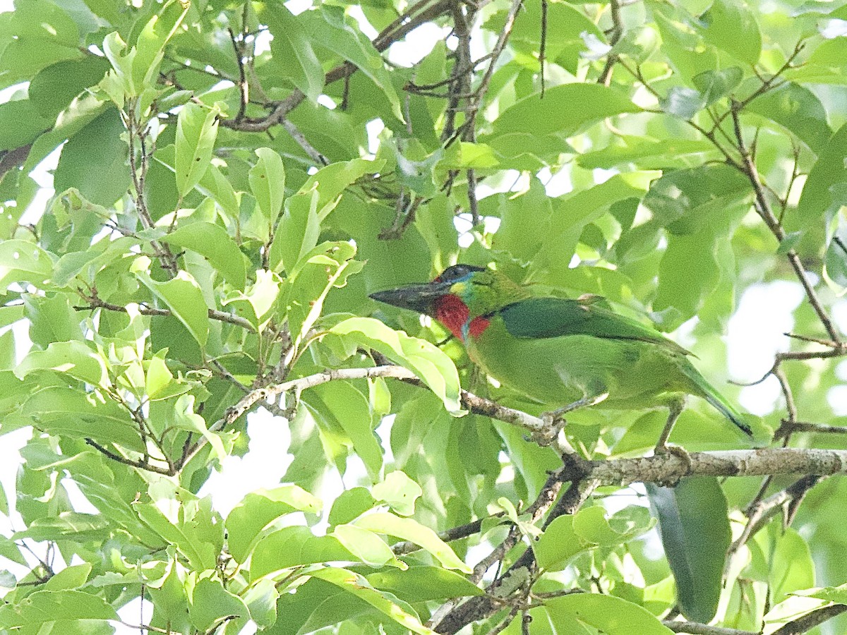 Red-throated Barbet - ML618273899
