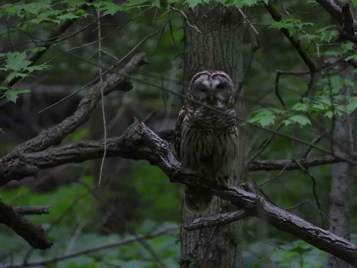 Barred Owl - Quentin Reiser