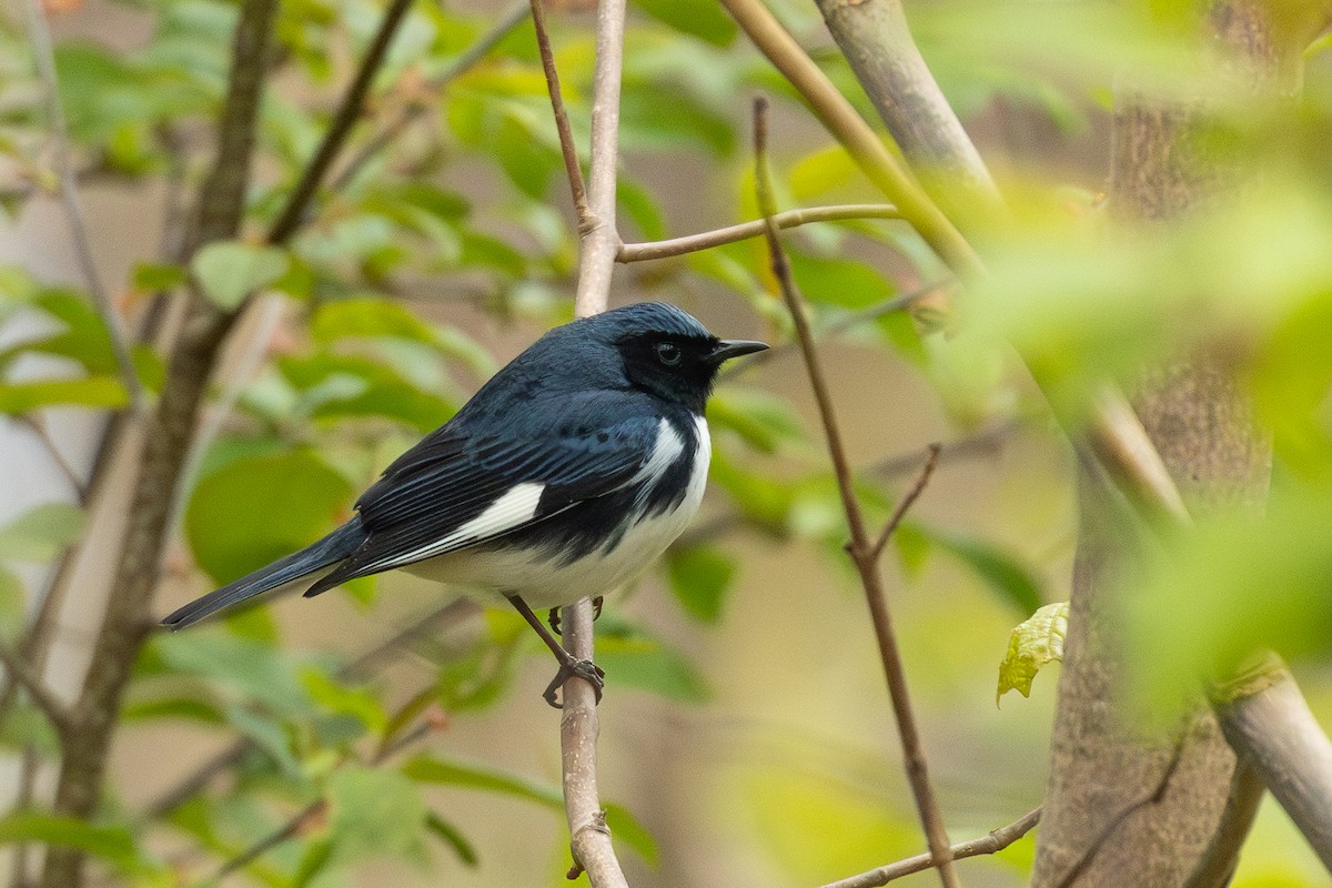 Black-throated Blue Warbler - ML618273957