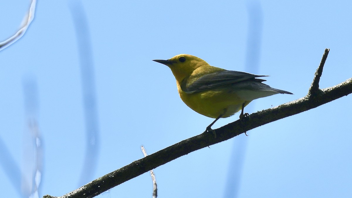 Prothonotary Warbler - ML618273969