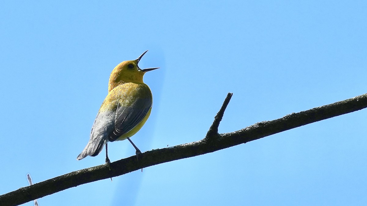 Prothonotary Warbler - ML618273972