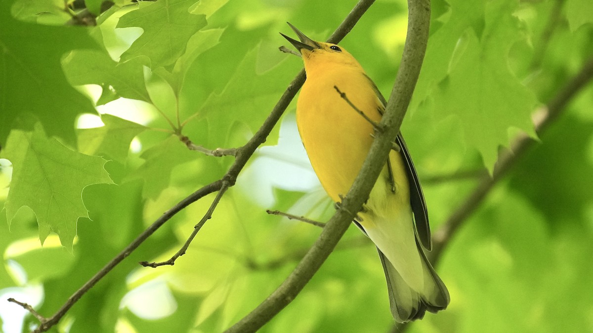 Prothonotary Warbler - Sunil Thirkannad