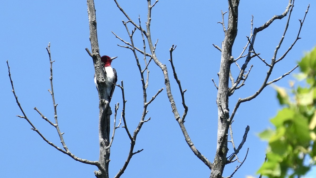 Red-headed Woodpecker - ML618273992