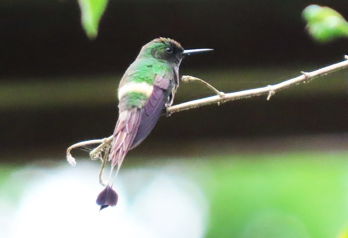 kolibřík pálkoocasý - ML618274020