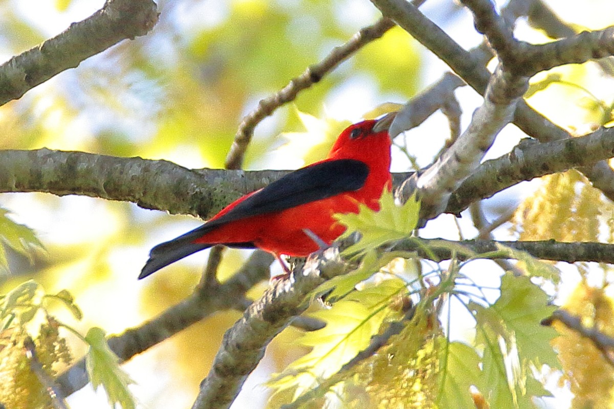 Scarlet Tanager - ML618274021