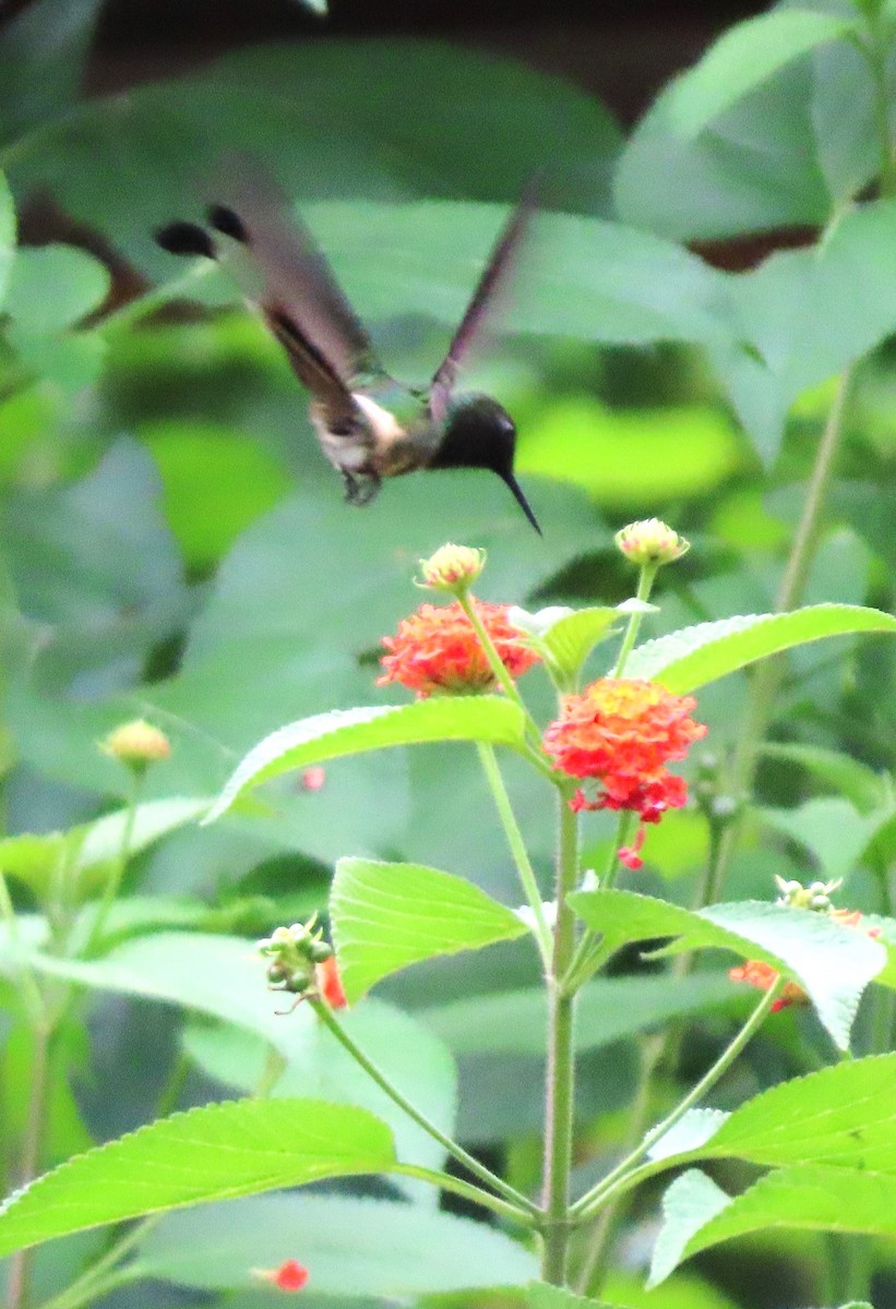 kolibřík pálkoocasý - ML618274049