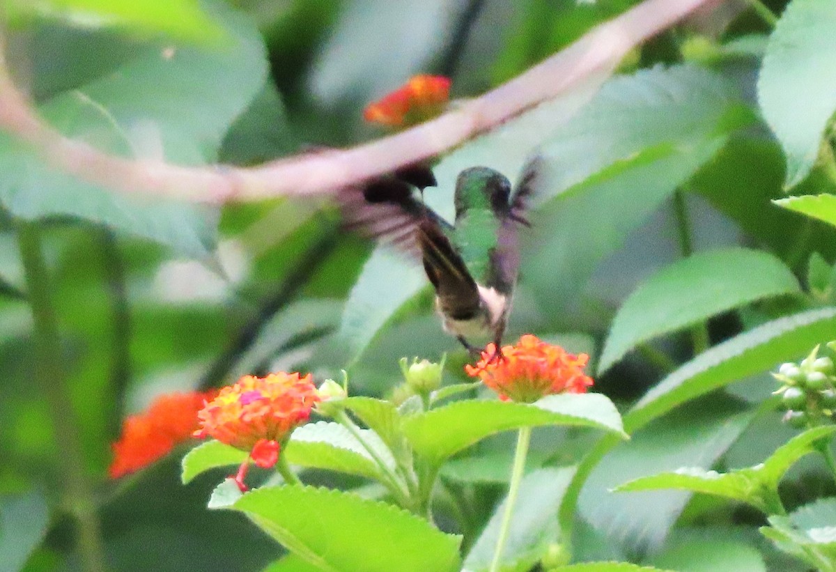 kolibřík pálkoocasý - ML618274050