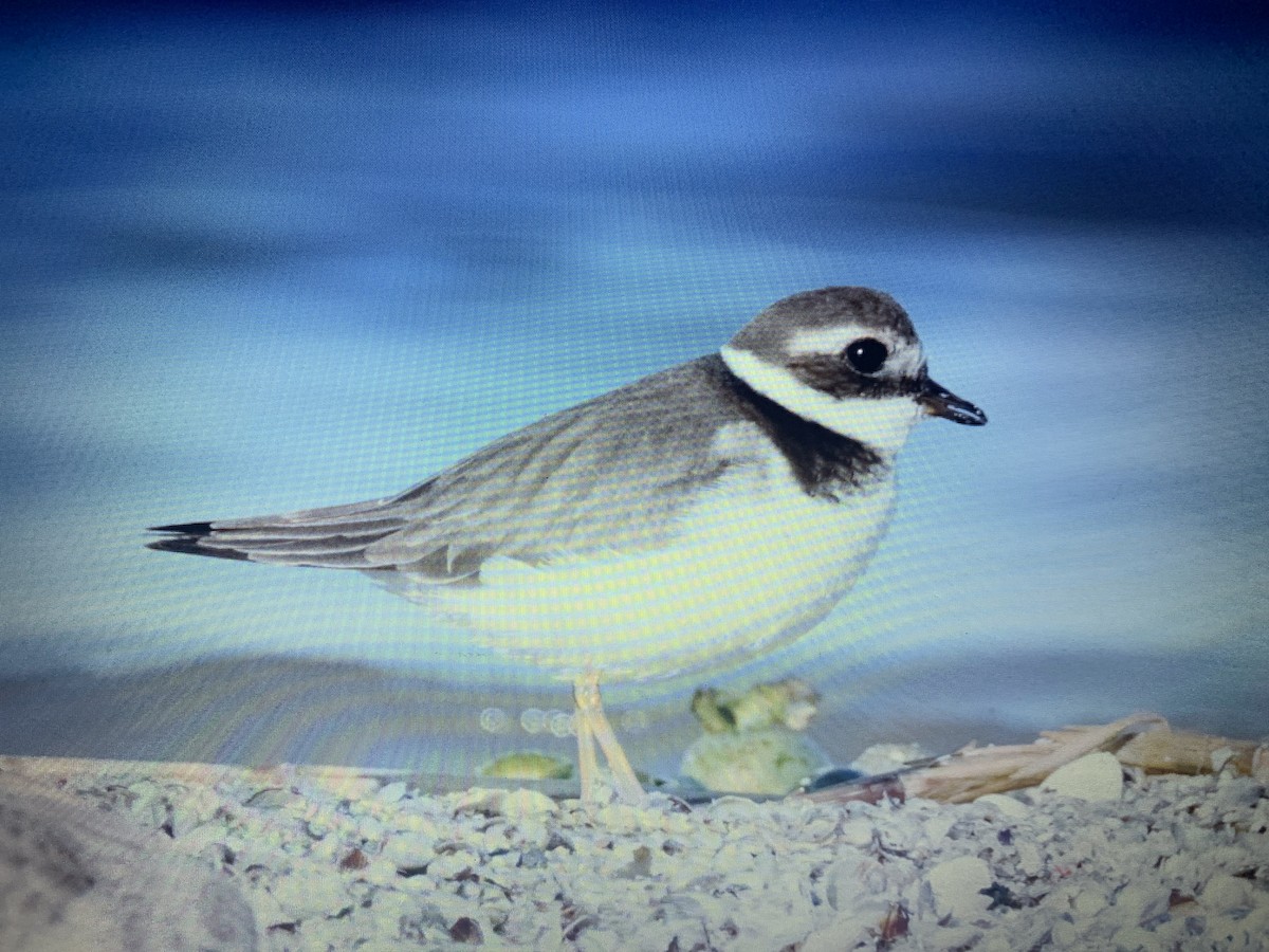 Common Ringed Plover - ML618274059