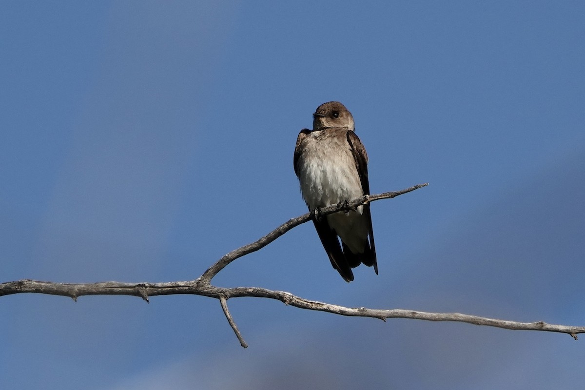 Northern Rough-winged Swallow - Sara Griffith