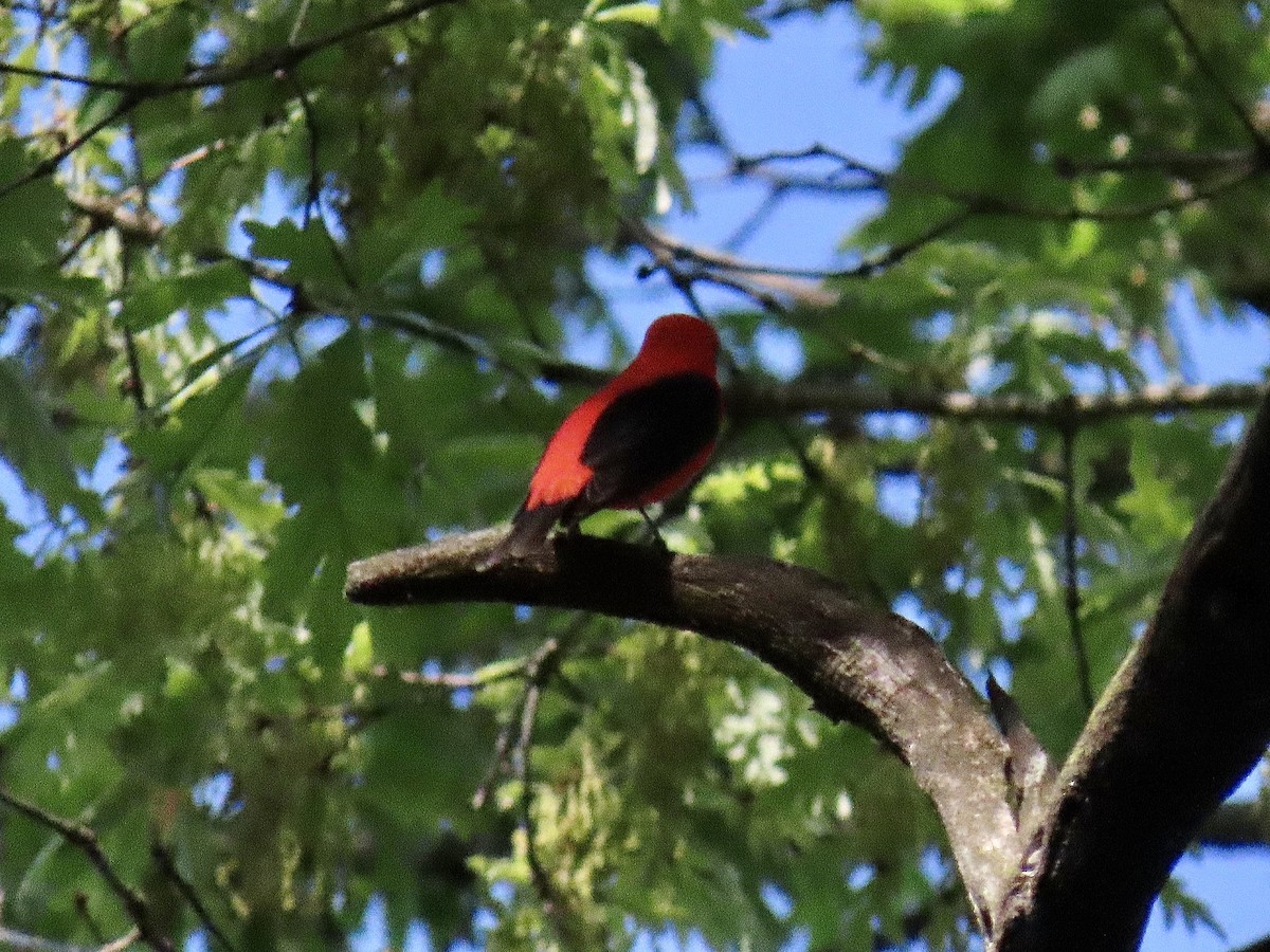 Scarlet Tanager - ML618274072