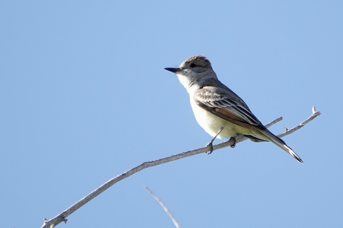 Ash-throated Flycatcher - Sara Griffith