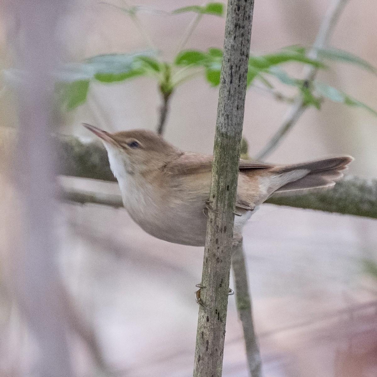 Common Reed Warbler - ML618274099