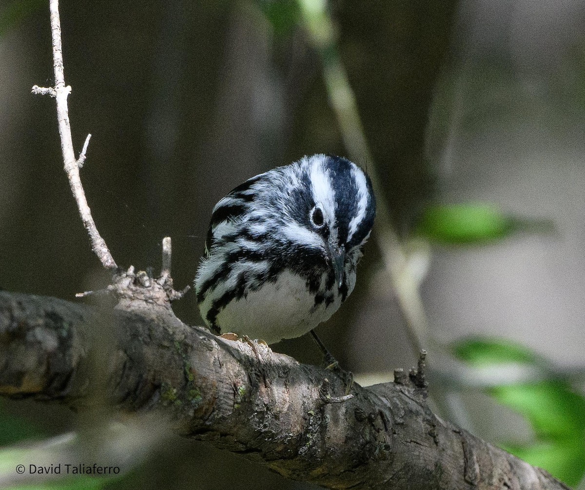 Black-and-white Warbler - ML618274123