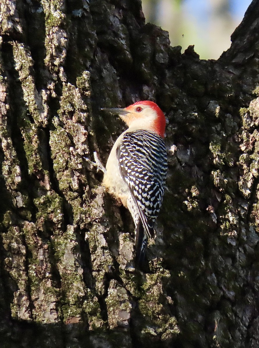 Red-bellied Woodpecker - ML618274128
