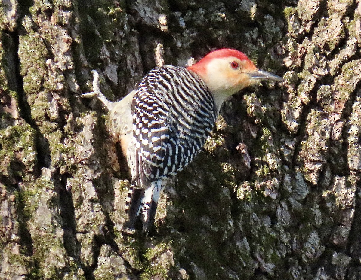 Red-bellied Woodpecker - ML618274129