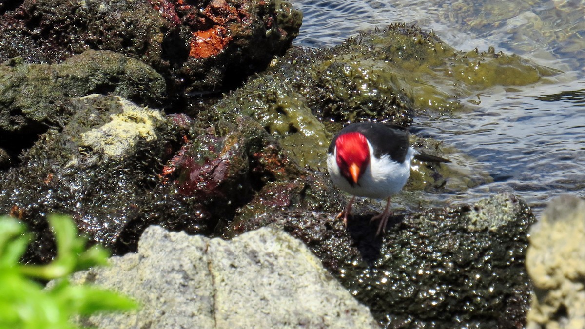 Yellow-billed Cardinal - Fred Peters