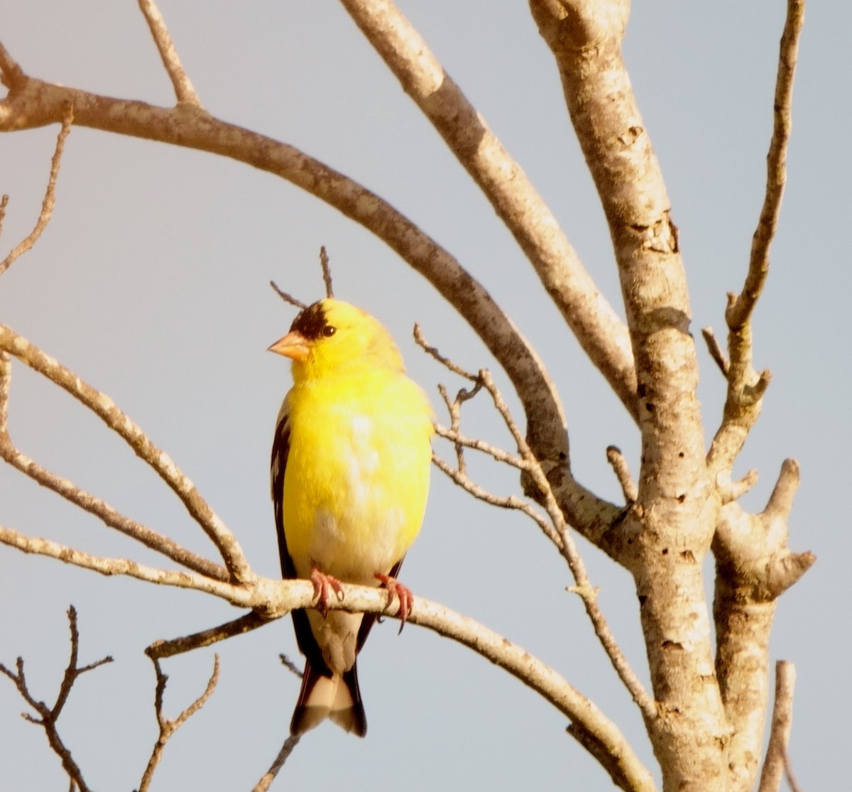 American Goldfinch - B Maguire