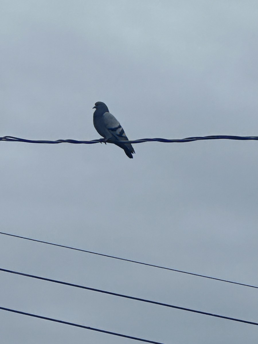 Rock Pigeon (Feral Pigeon) - ML618274167