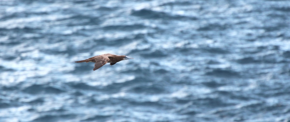 Brown Booby - ML618274168
