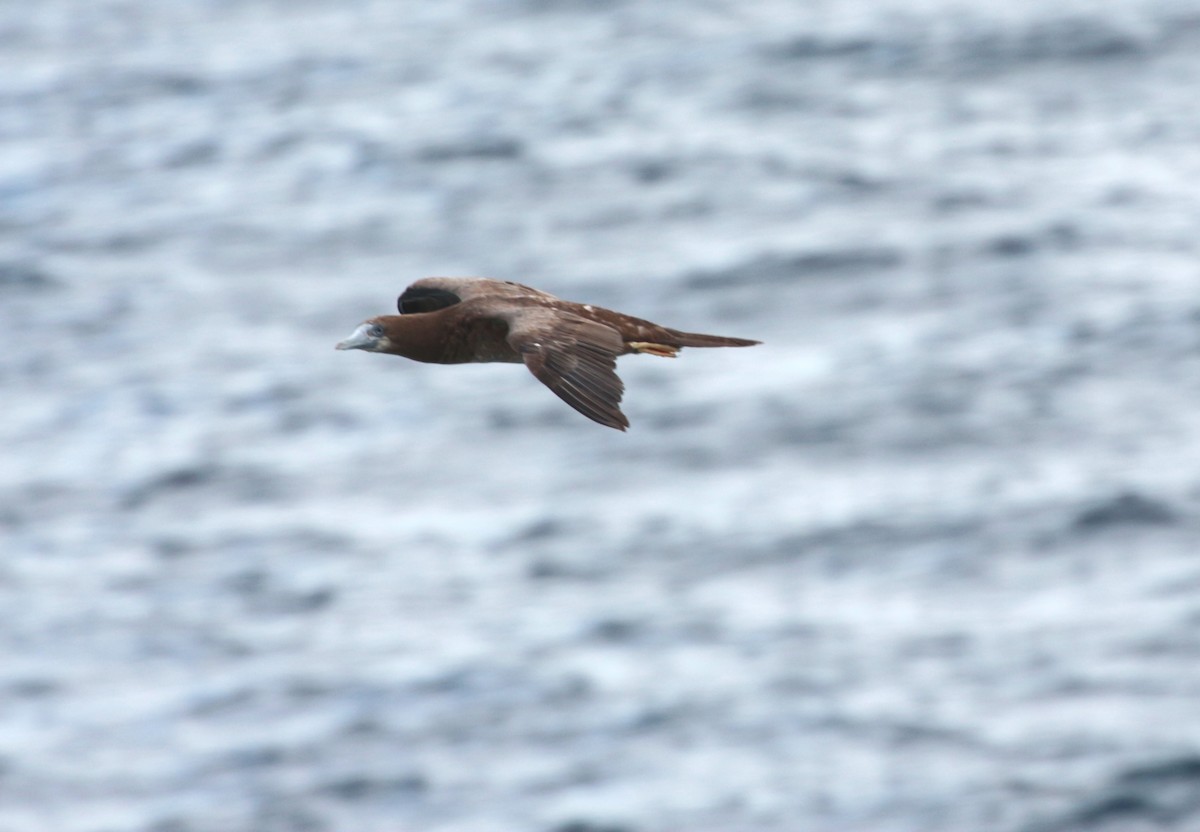 Brown Booby - ML618274170