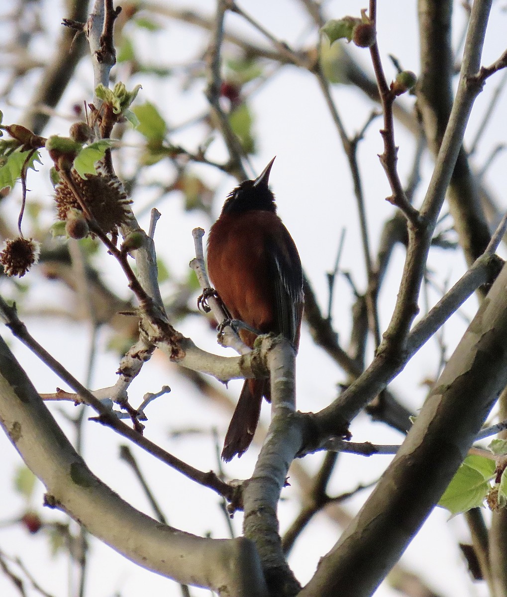 Orchard Oriole - ML618274179