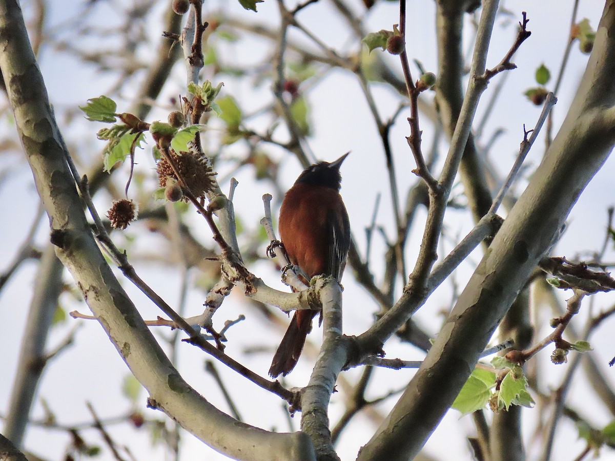 Orchard Oriole - ML618274180