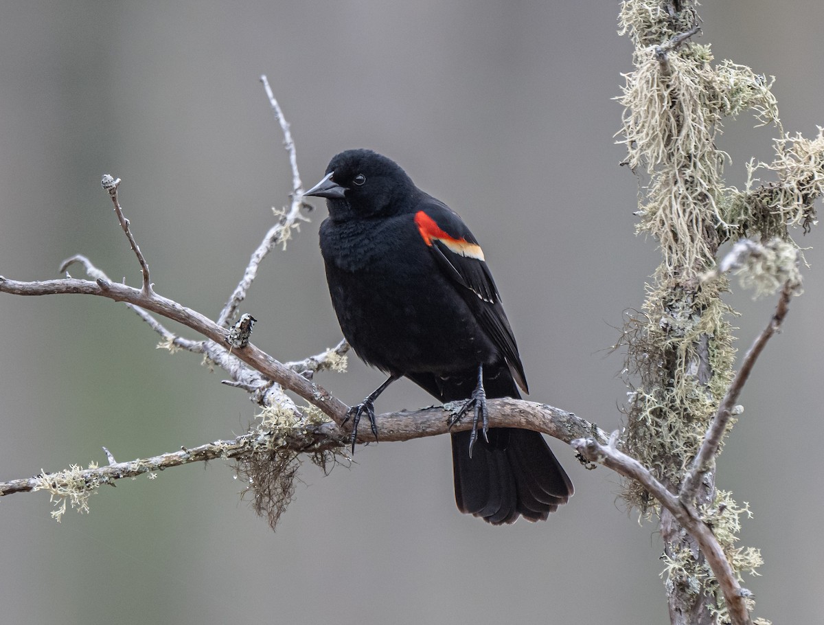 Red-winged Blackbird - ML618274335