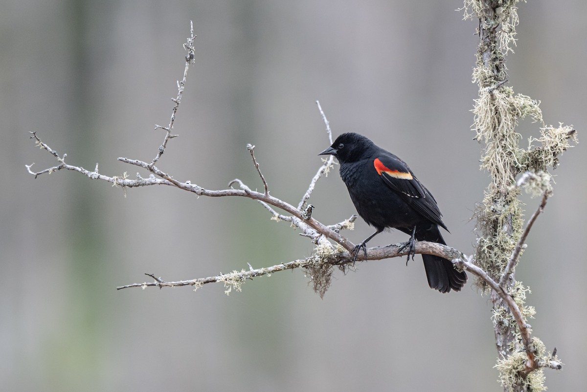 Red-winged Blackbird - ML618274337