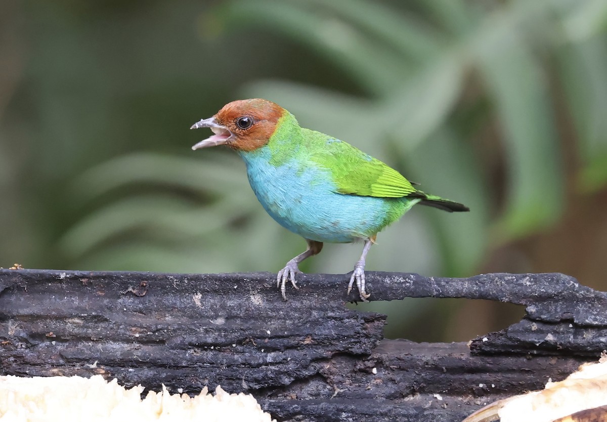 Bay-headed Tanager - ML618274527