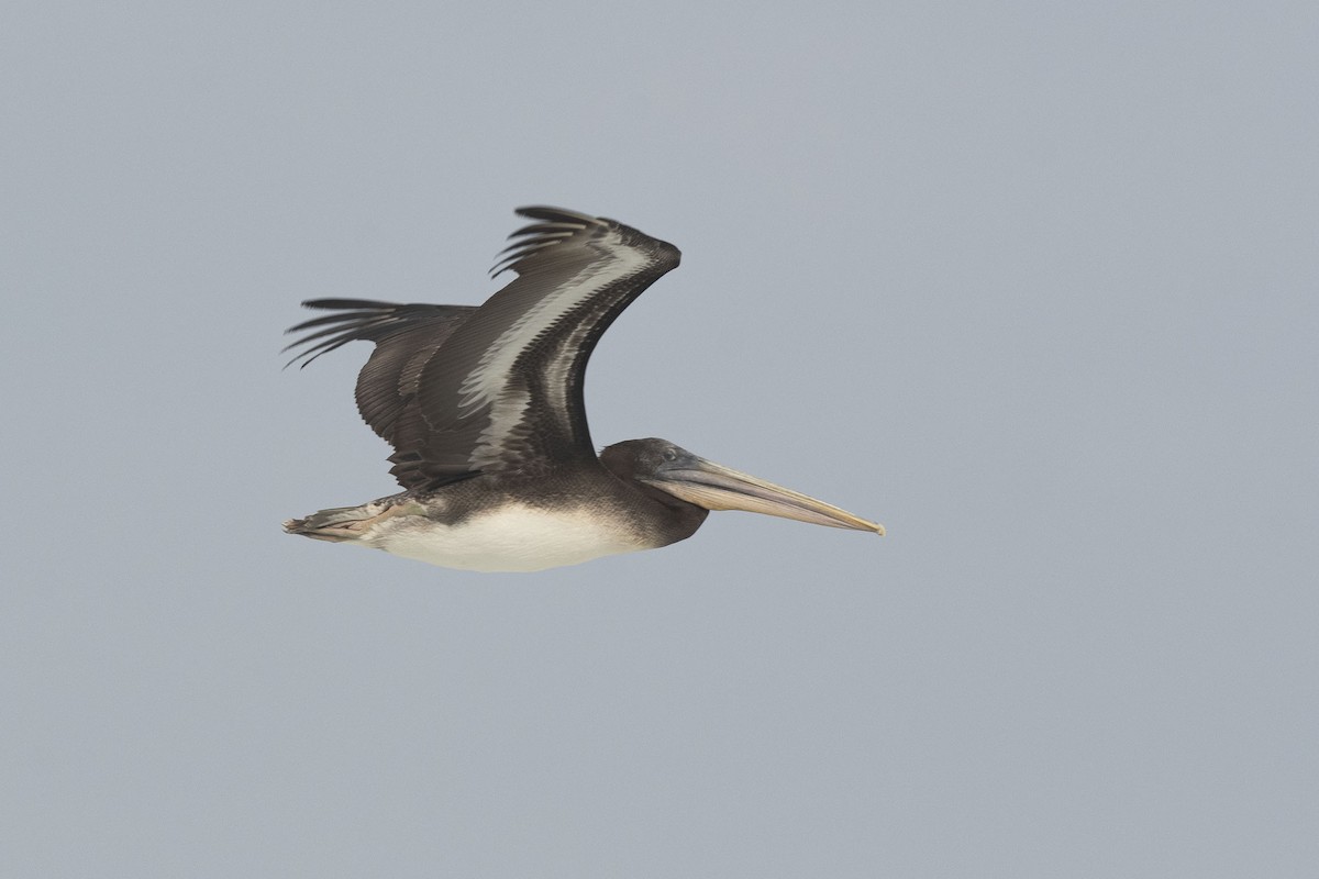 Peruvian Pelican - ML618274619