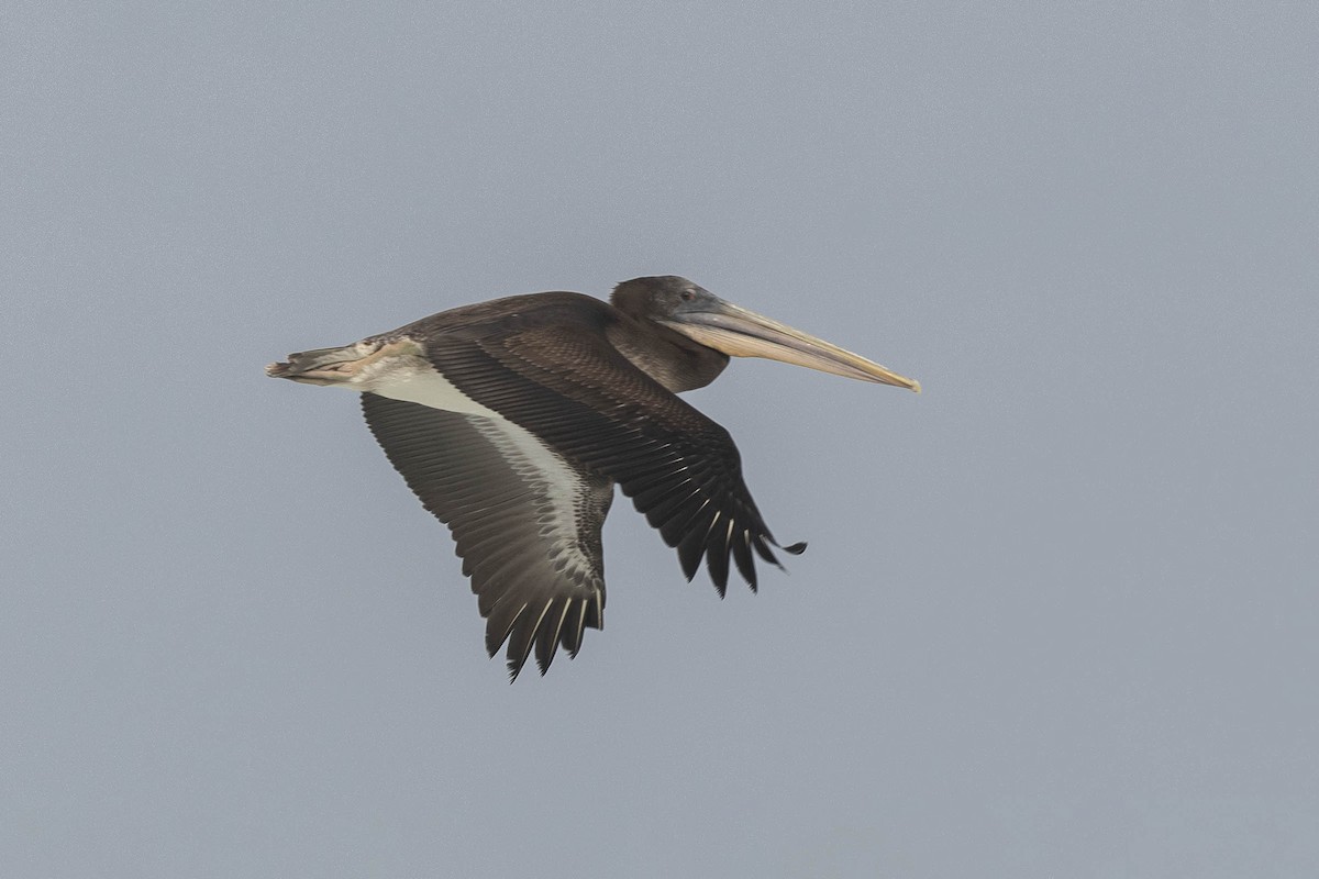 pelikán chilský - ML618274620