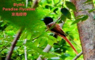 Blyth's Paradise-Flycatcher (Lesser Sundas) - Anonymous