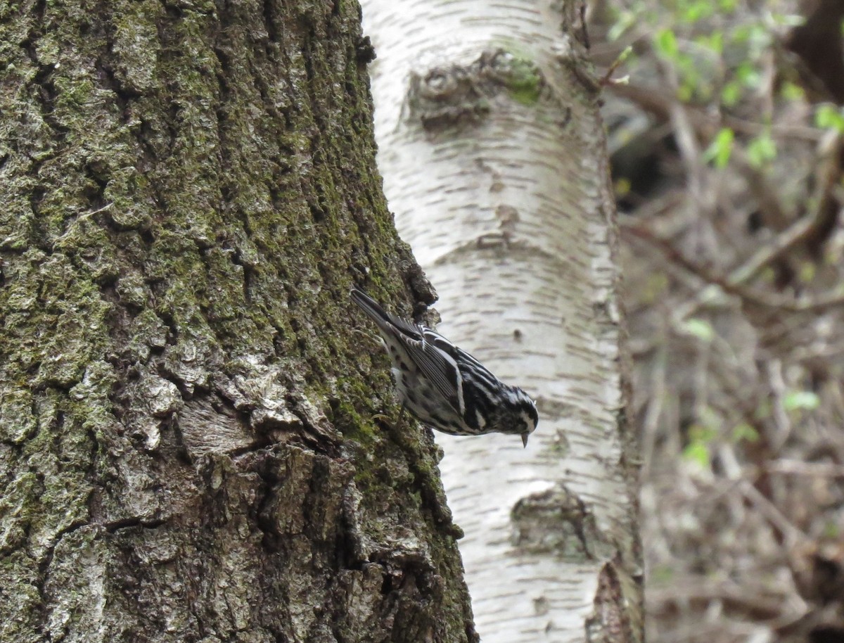 Black-and-white Warbler - ML618274695