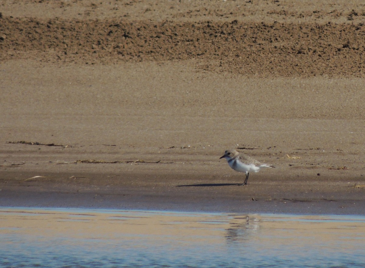 Two-banded Plover - ML618274705