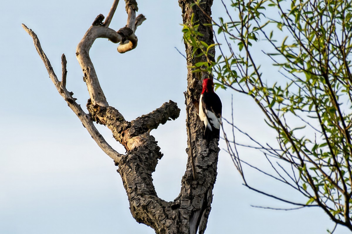 Red-headed Woodpecker - ML618274706