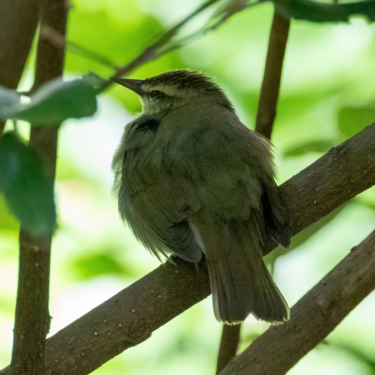 Swainson's Warbler - Kevin Berkoff