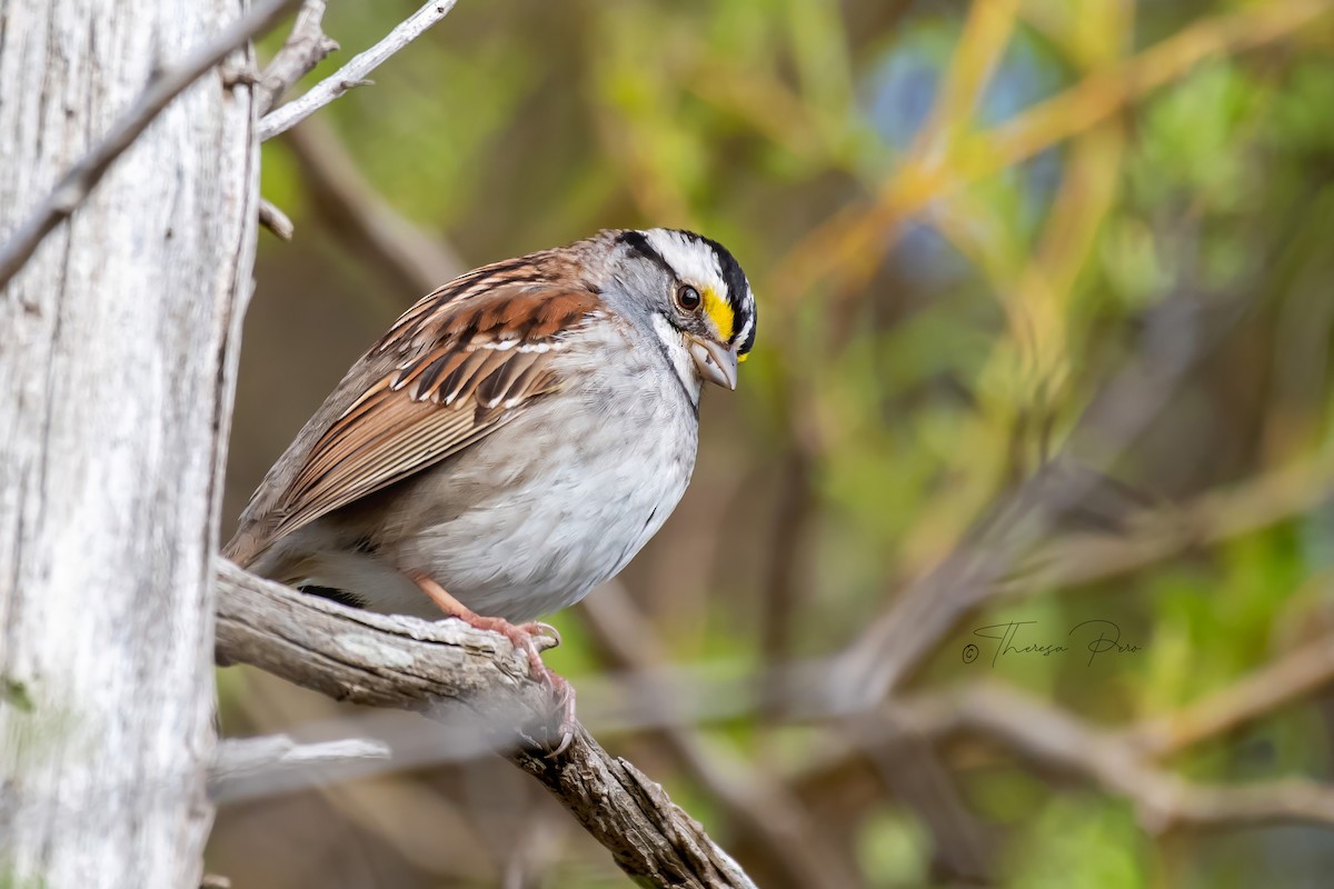 White-throated Sparrow - ML618274720