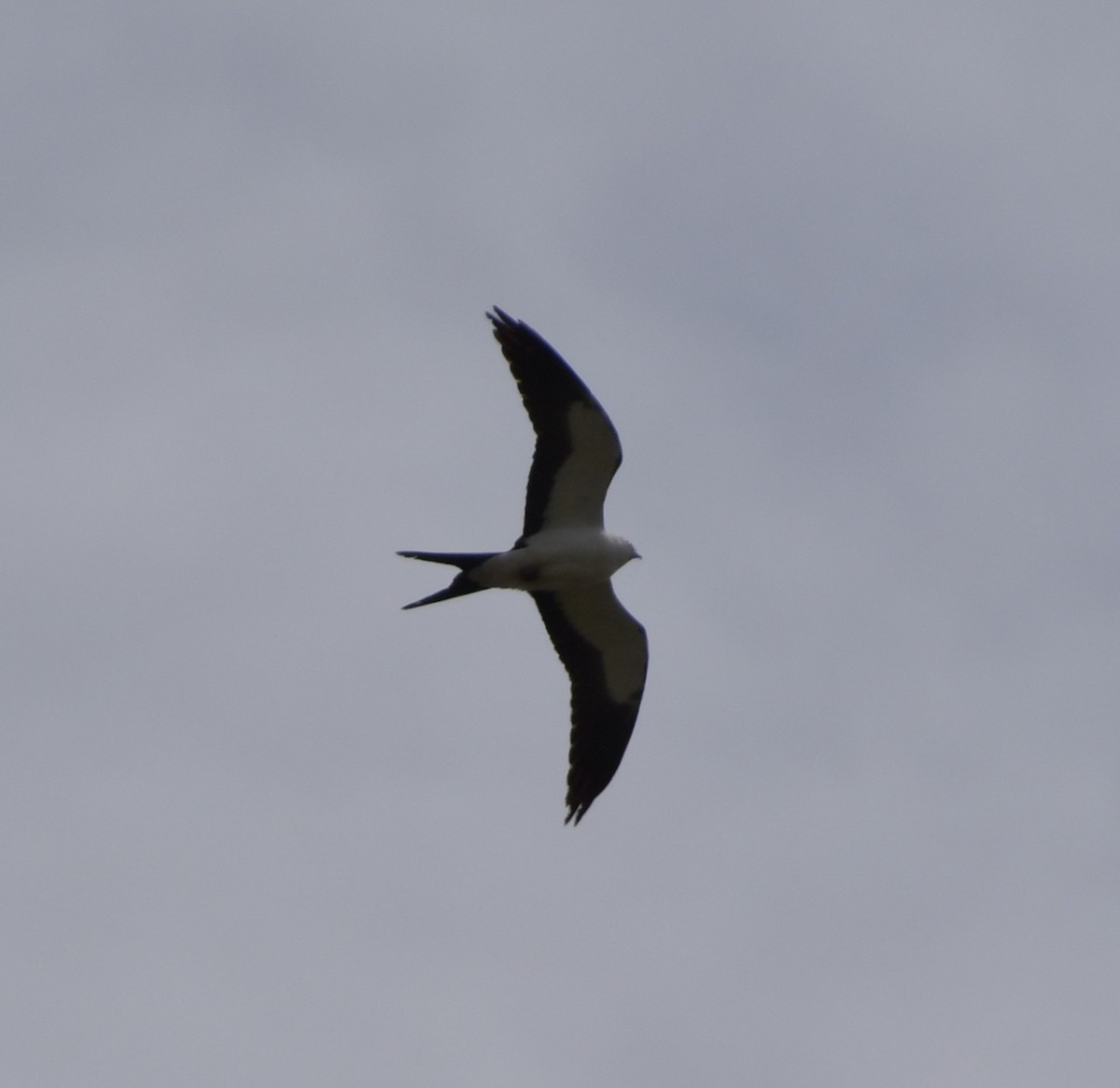 Swallow-tailed Kite - ML618274727