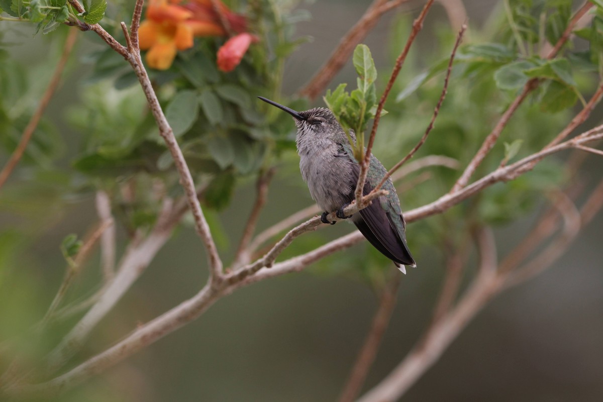 Costa's Hummingbird - ML618274764