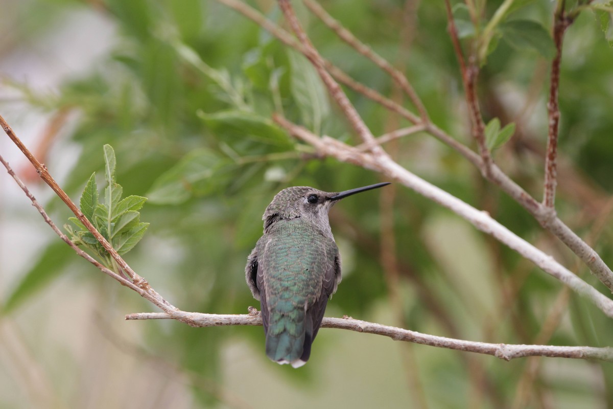 Costa's Hummingbird - ML618274765