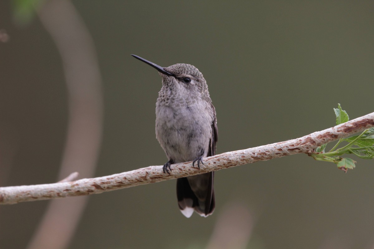 Costa's Hummingbird - ML618274766