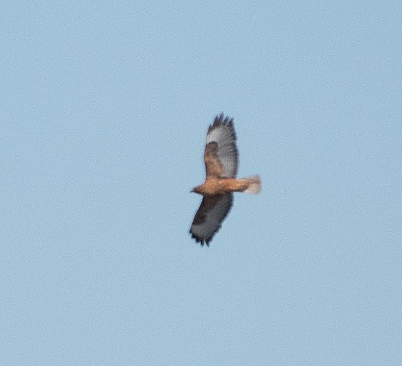 Red-tailed Hawk - ML618274827
