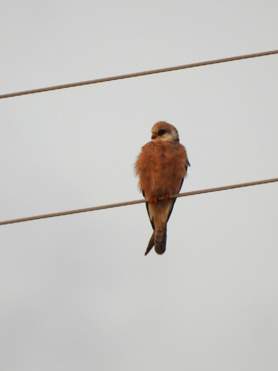 Red-footed Falcon - ML618274830