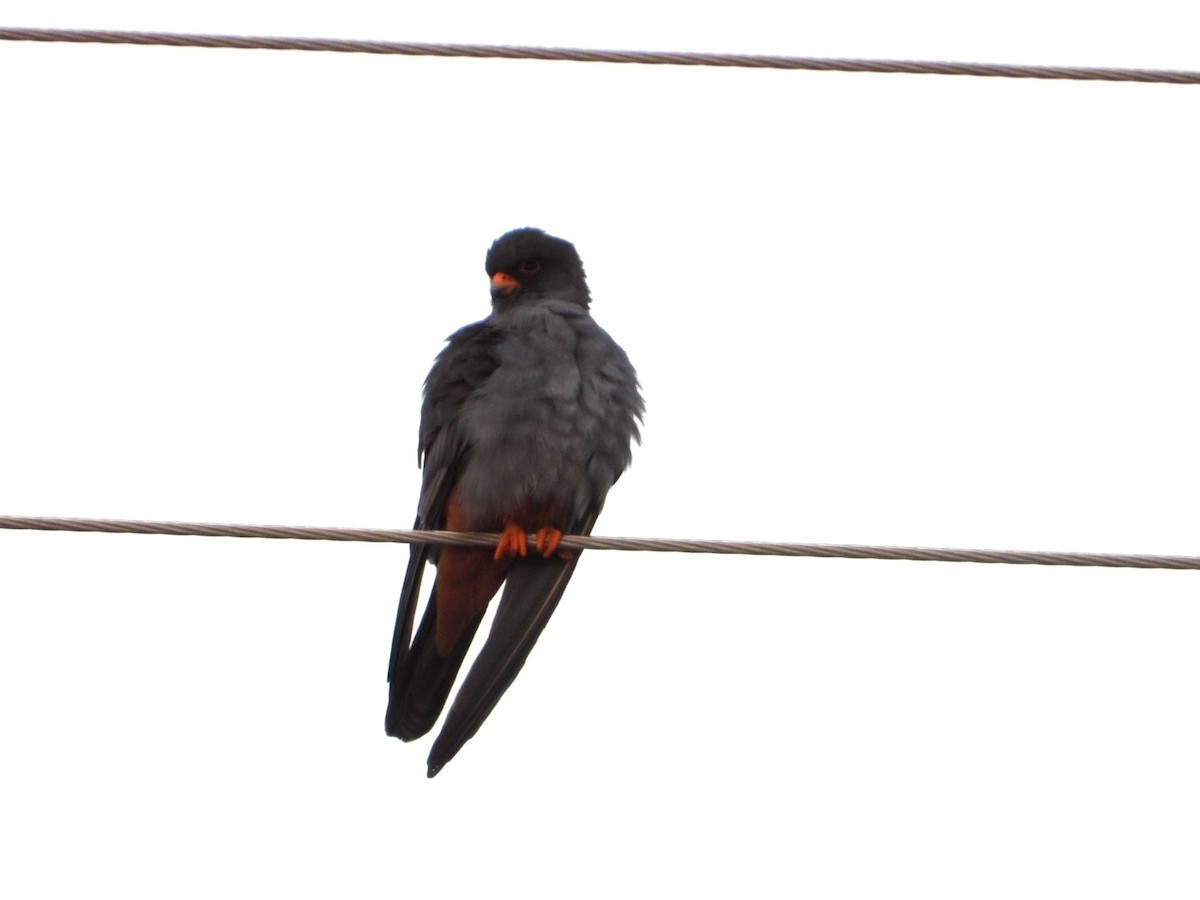 Red-footed Falcon - ML618274853