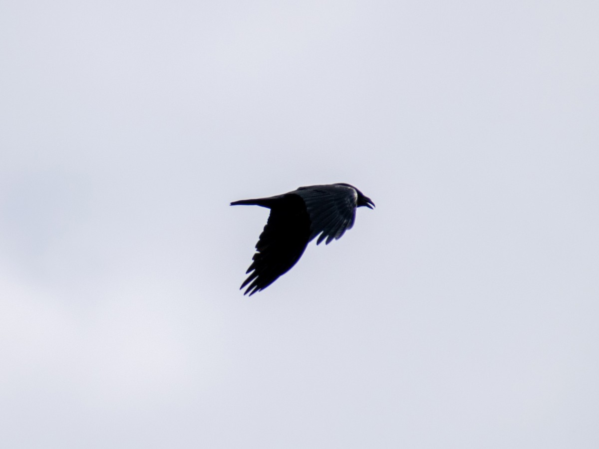 Common Raven - ML618274859